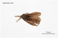 藏品(甲仙毒蛾)的圖片